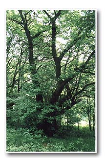 Sweet Chestnut