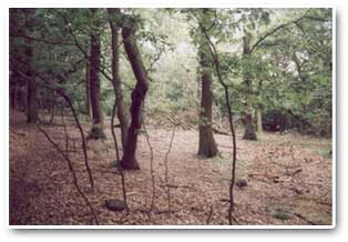 Wath Wood and Boyd Royd