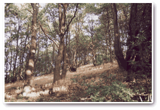 Scraith Wood 