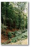 Glade in Gibbing Greave
