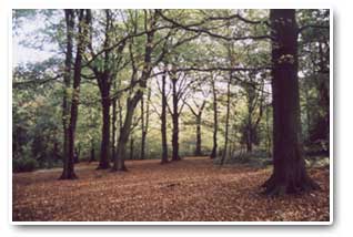 High Forest