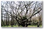 Multi-stemmed Oak