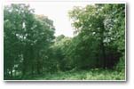 Woodland glade