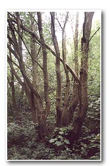 Mixed woodland