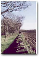 Cleared woodland
